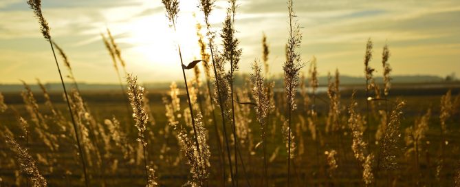 grass in a field