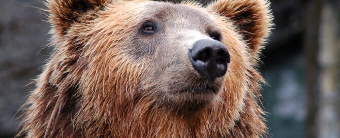 photo of a bear- wrestling with the bear market- round 2
